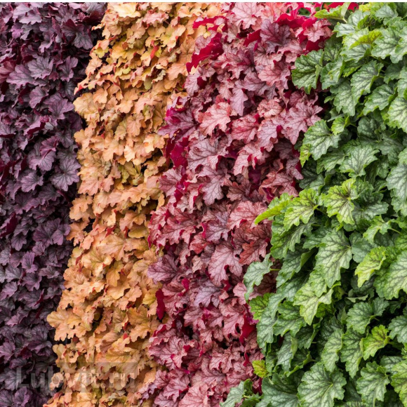 Гейхера Мега Карамель (Mega Caramel) купить с доставкой