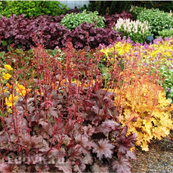 Гейхера Мега Карамель (Mega Caramel) купить с доставкой