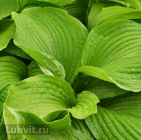 Хоста Венус (Venus) [M] купить с доставкой
