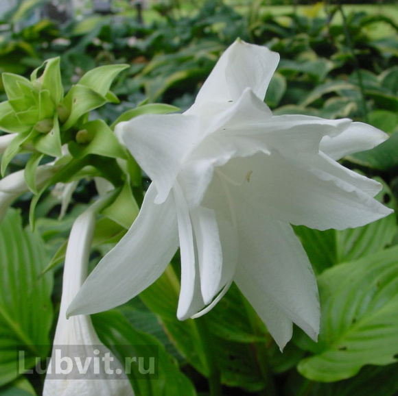 Хоста Венус (Venus) [M] купить с доставкой