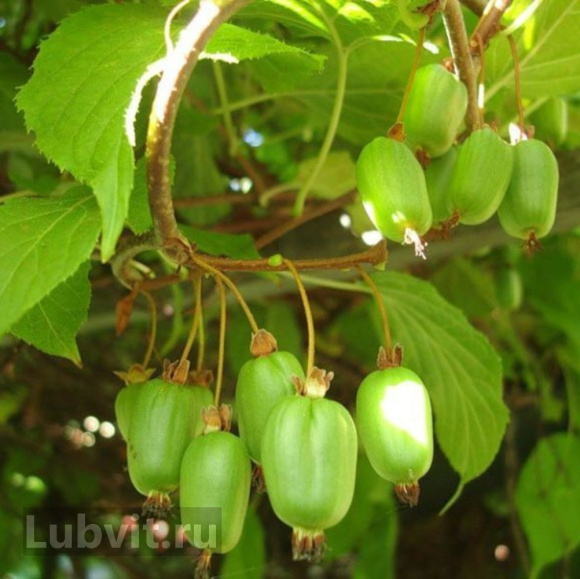Актинидия Лакомка купить с доставкой