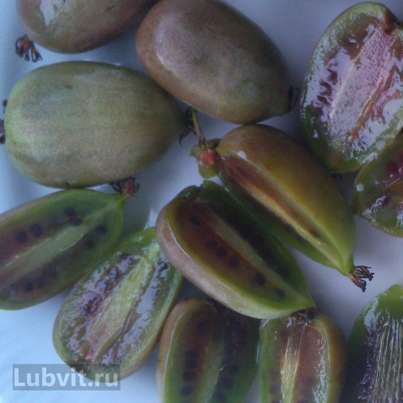 Актинидия Лакомка купить с доставкой