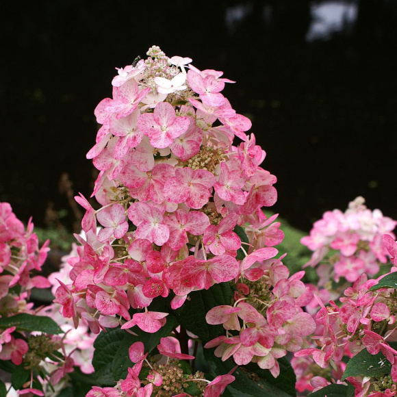 Гортензия Мэджикал Файер (Magical Fire) метельчатая купить с доставкой