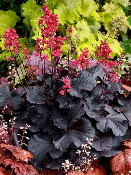 Гейхера Блэк Форест Кейк (Black Forest Cake) купить с доставкой