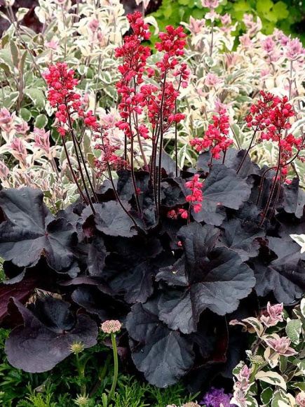 Гейхера Блэк Форест Кейк (Black Forest Cake) купить с доставкой