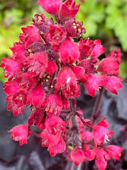 Гейхера Блэк Форест Кейк (Black Forest Cake) купить с доставкой