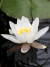 Нимфея Белая купить с доставкой