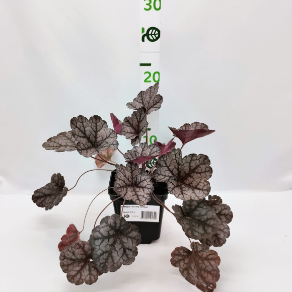 Гейхера Глиттер (Glitter) купить с доставкой