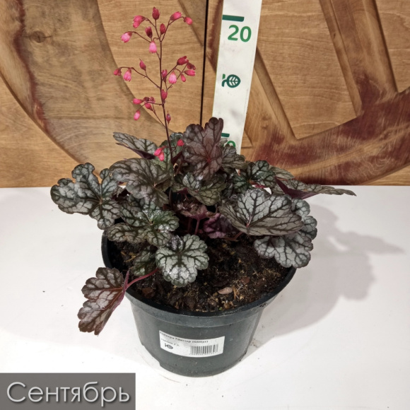 Гейхера Глиттер (Glitter) купить с доставкой