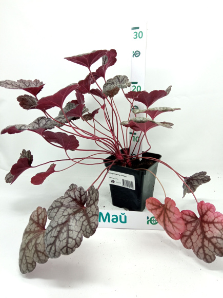 Гейхера Глиттер (Glitter) купить с доставкой