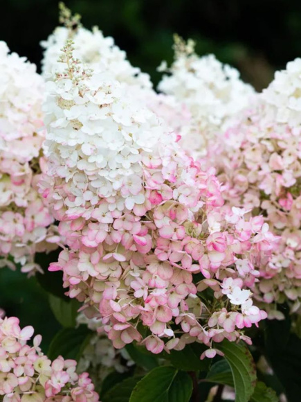 Гортензия Строберри Блоссом (Strawberry Blossom) метельчатая купить с доставкой