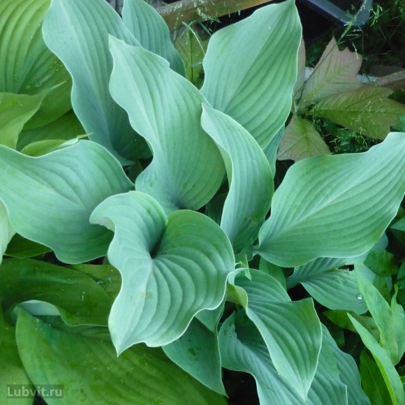 Хоста Кросса Регал (Krossa Regal) [L] купить с доставкой
