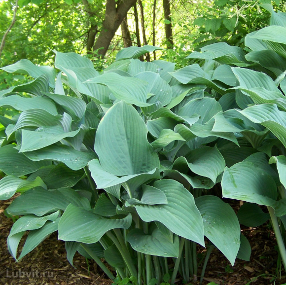 Хоста Кросса Регал (Krossa Regal) [L] купить с доставкой