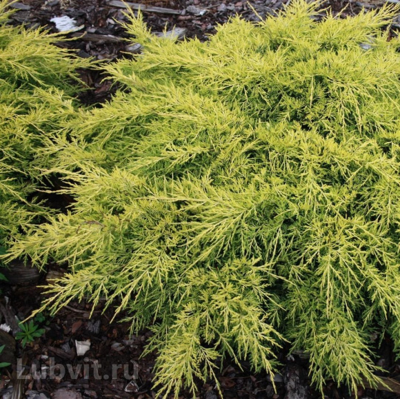 Можжевельник Кинг оф Спринг (King of Spring) купить с доставкой