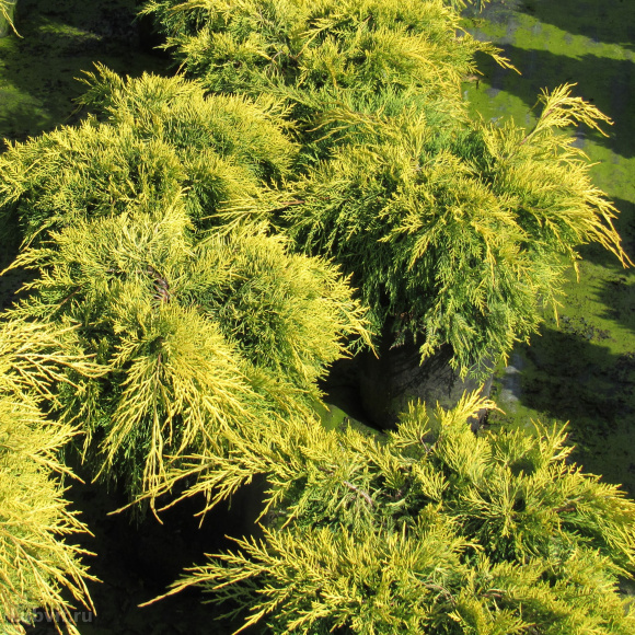 Можжевельник Кинг оф Спринг (King of Spring) купить с доставкой