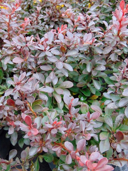 Барбарис Атропурпуреа Нана (Atropurpurea Nana) купить с доставкой