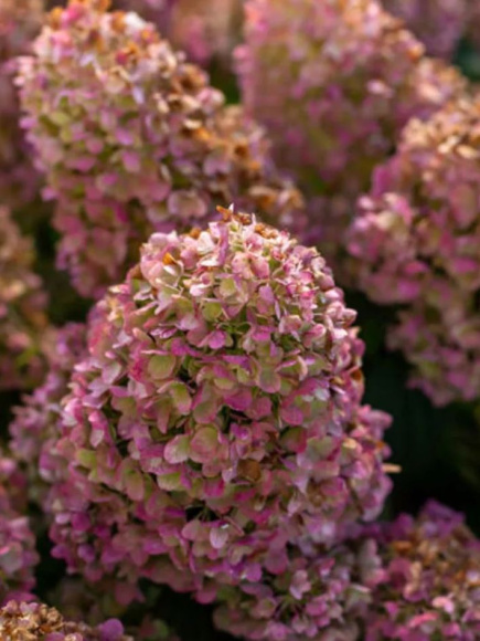 Гортензия Литтл Хотти (Little Hottie) метельчатая купить с доставкой