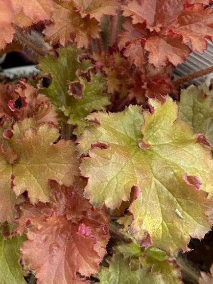 Гейхера Черри Берри (Cherryberry) купить с доставкой