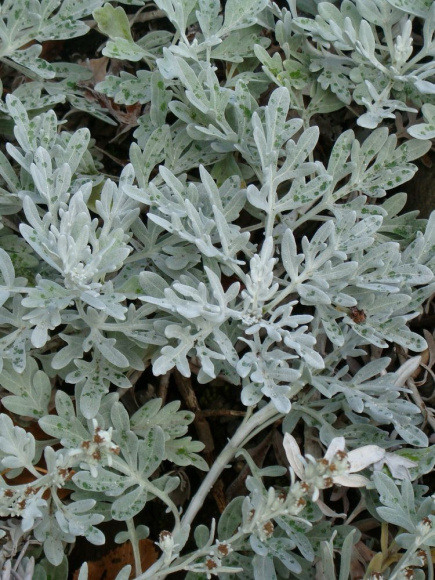 Полынь Стеллера (Stelleriana) купить с доставкой