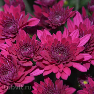 Хризантема садовая Ягуар Перпл (Jaguar Purple)