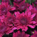 Хризантема садовая Ягуар Перпл (Jaguar Purple) купить с доставкой