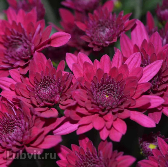 Хризантема садовая Ягуар Перпл (Jaguar Purple) купить с доставкой