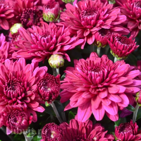 Хризантема садовая Ягуар Перпл (Jaguar Purple) купить с доставкой