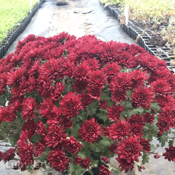 Хризантема садовая Ягуар Перпл (Jaguar Purple) купить с доставкой