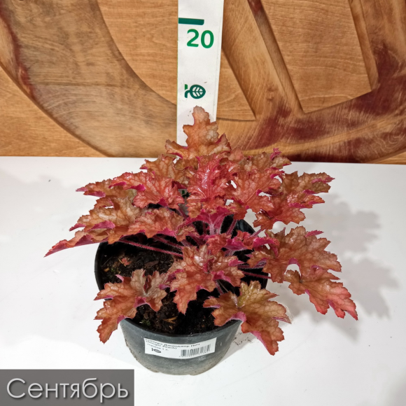 Гейхера Джинджер Пич (Ginger Peach) купить с доставкой