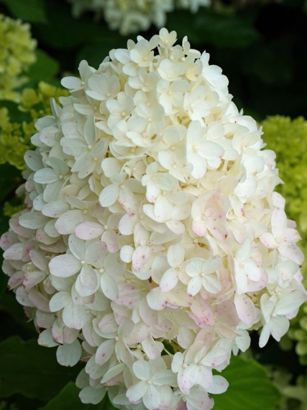 Гортензия Саммер Лав (Summer Love) метельчатая купить с доставкой