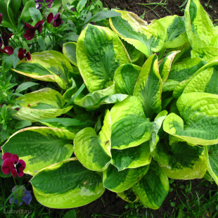 Хоста Мама Миа (Mama Mia) [M]