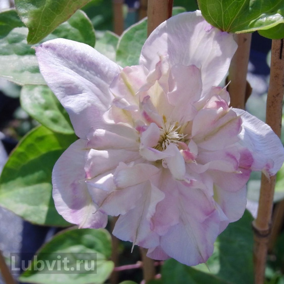 Клематис Инносент Блаш (Innocent Blush) купить с доставкой