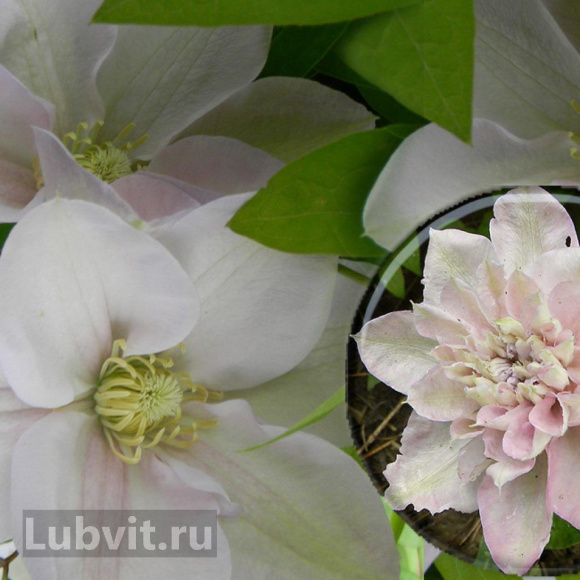 Клематис Инносент Блаш (Innocent Blush) купить с доставкой