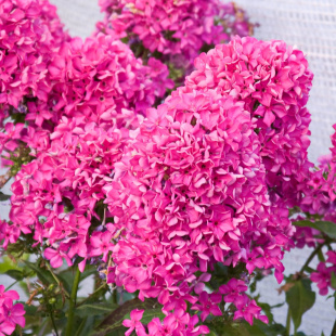 Флокс Вуаль Поздняя