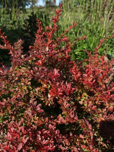 Барбарис Коралл (Coral) купить с доставкой