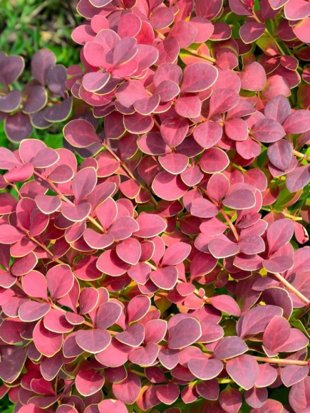 Барбарис Коралл (Coral) купить с доставкой