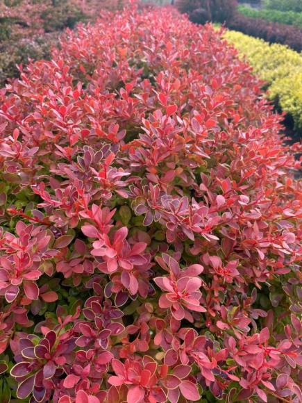 Барбарис Коралл (Coral) купить с доставкой