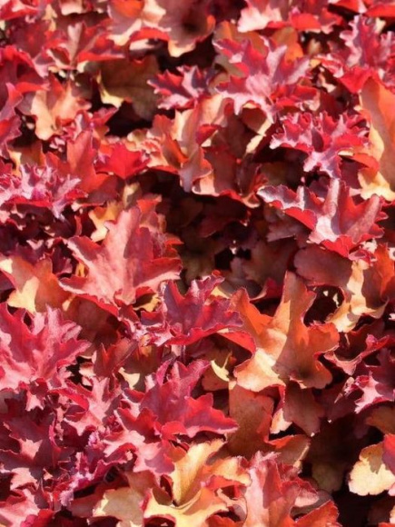 Гейхера Кранберри (Cranberry) купить с доставкой