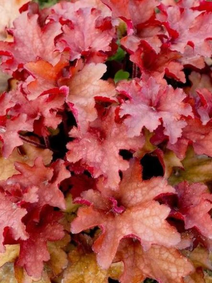 Гейхера Кранберри (Cranberry) купить с доставкой