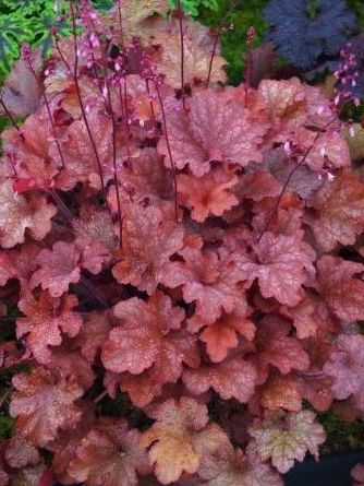 Гейхера Кранберри (Cranberry) купить с доставкой