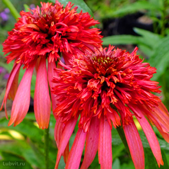 Эхинацея Гуава Айс (Guava Ice) купить с доставкой