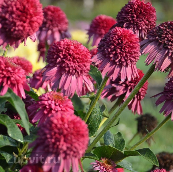 Эхинацея Гуава Айс (Guava Ice) купить с доставкой