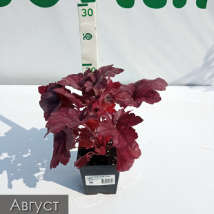 Гейхера Грейп Сода (Grape Soda)