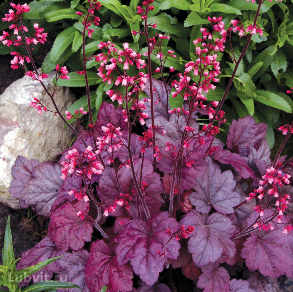 Гейхера Грейп Сода (Grape Soda) купить с доставкой