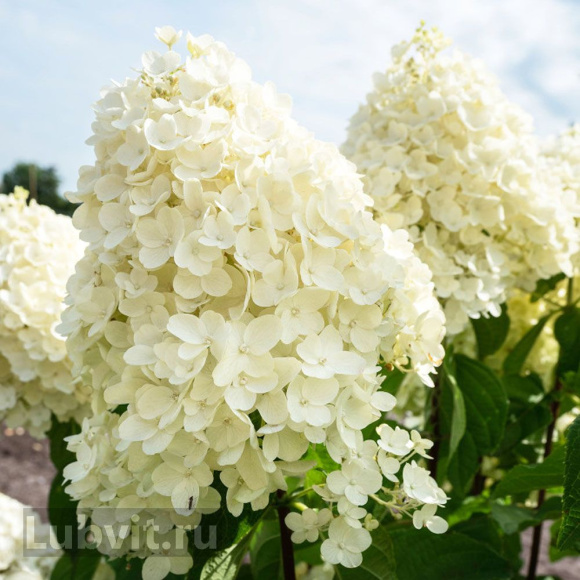 Гортензия Саммер Сноу (Summer Snow) метельчатая купить с доставкой