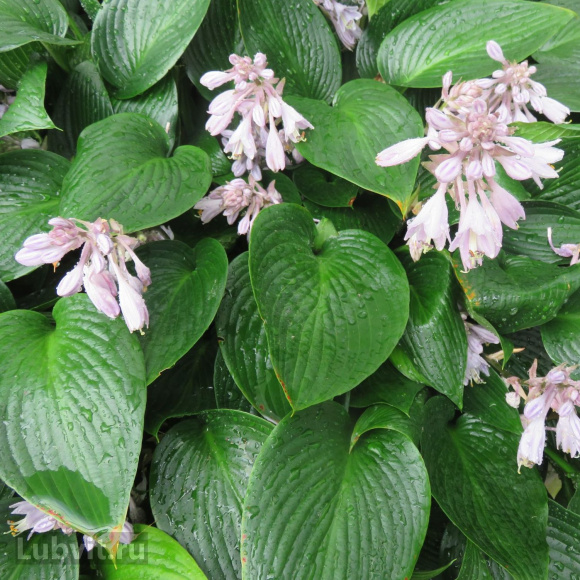 Хоста Девон Грин (Devon Green) [M] купить с доставкой