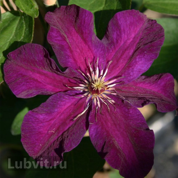 Клематис Стасик (Stasik) купить с доставкой