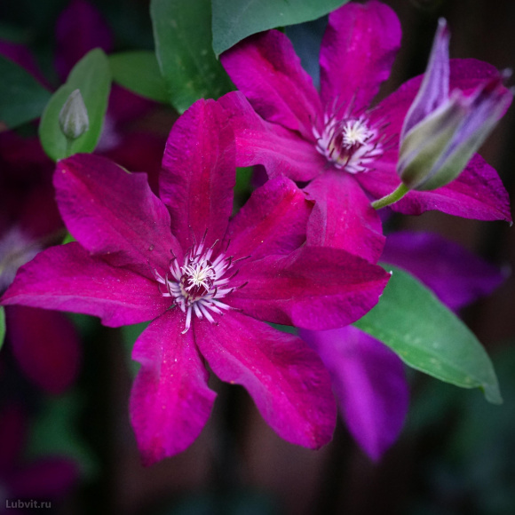 Клематис Стасик (Stasik) купить с доставкой