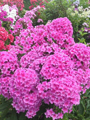 Флокс метельчатый Арбатский Романс