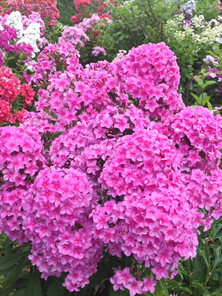 Флокс метельчатый Арбатский Романс купить с доставкой